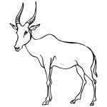 Thin Antelope