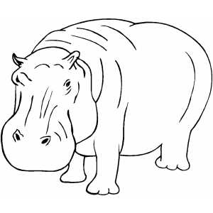 Severe Hippo Coloring Sheet 