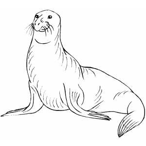 Smiling Elephant Seal Coloring Sheet 