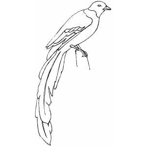 Magpie Coloring Sheet 