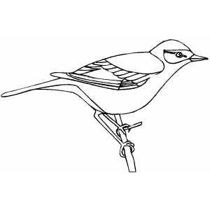 Perched Bird On Branch Coloring Sheet 