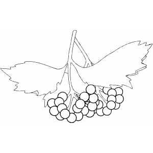 Berries On Branch Coloring Sheet 