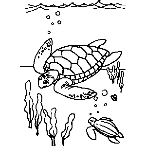 Turtle Coloring Sheet 