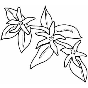 Flowers21 Coloring Sheet 