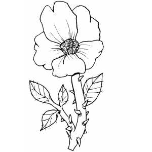 Flowers31 Coloring Sheet 