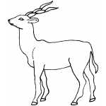 Antelope Child