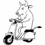 Bull On Scooter