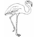 Flamingo On One Leg