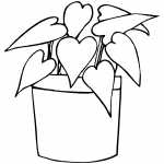 Plant With Heart Leaves