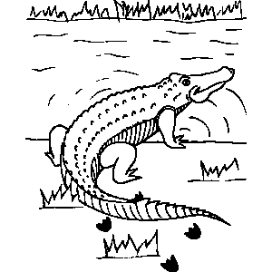 Alligator Coloring Sheet 