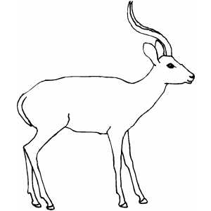Antelope Coloring Sheet 