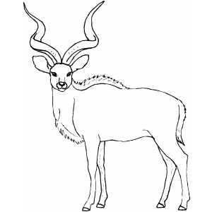 Antelope With Curved Horns Coloring Sheet 
