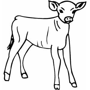 Calf Coloring Sheet 