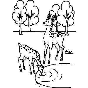Deer Coloring Sheet 