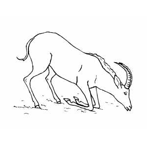 Drinking Antelope Coloring Sheet 