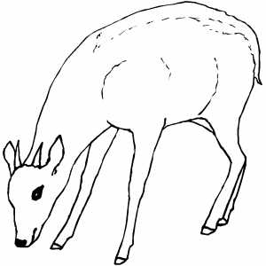 Eating Pygmy Antelope Coloring Sheet 