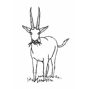 Gazelle Coloring Sheet 