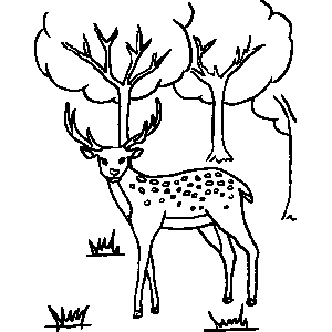 Reindeer Coloring Sheet 