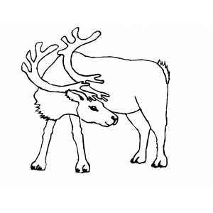 Searching Reindeer Coloring Sheet 