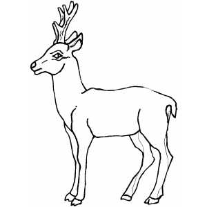 Straight Antelope Coloring Sheet 