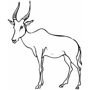 Thin Antelope Coloring Sheet 