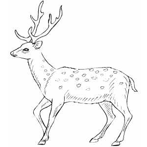 Walking Deer Coloring Sheet 