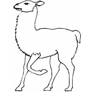 Walking Llama Coloring Sheet 