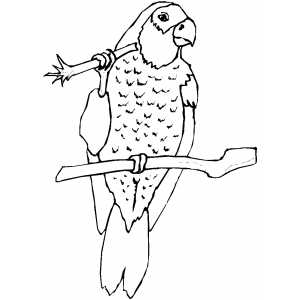 Amazon Eating Parrot Coloring Sheet 