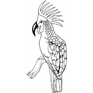 Big Parrot Coloring Sheet 