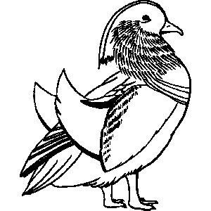 Bird Coloring Sheet 