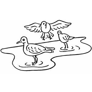 Birds On Water Coloring Sheet 