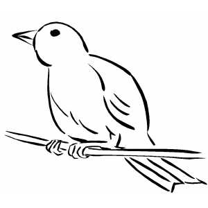 Canary On Branch Coloring Sheet 