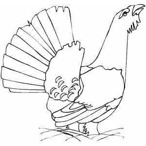 Capercaillie Coloring Sheet 