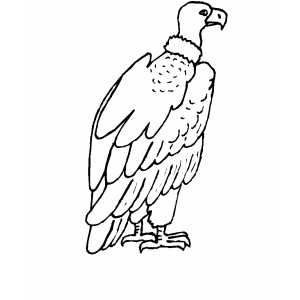 Condor Coloring Sheet 