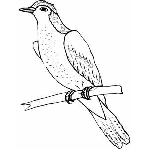 Dove Sitting On Branch Coloring Sheet 
