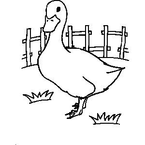 Duck Coloring Sheet 