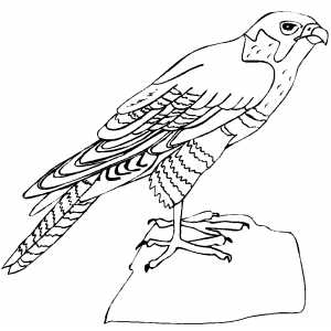 Eagle On Stone Coloring Sheet 