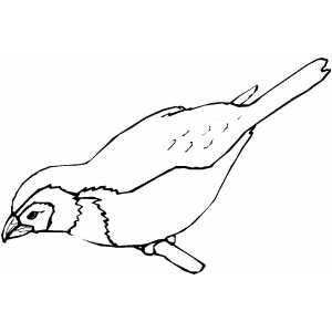 Finch Coloring Sheet 