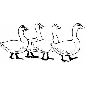 Four Geese Coloring Sheet 