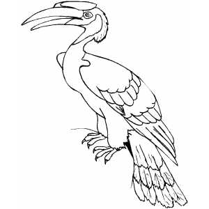 Great Indian Hornbill Coloring Sheet 