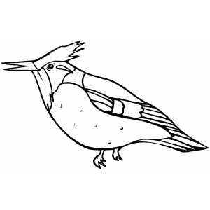 Kingfisher Coloring Sheet 