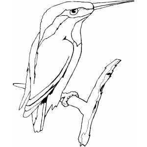 Kingfisher On Branch Coloring Sheet 