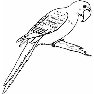 Macaw On Branch Coloring Sheet 