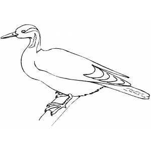 Masked Finfoot Coloring Sheet 