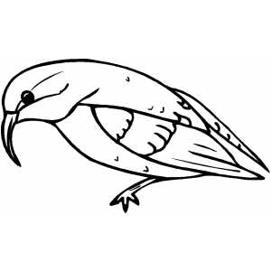 Oriole Coloring Sheet 