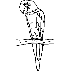 Parrot Coloring Sheet 