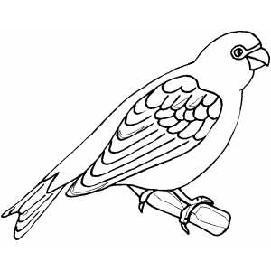 Parrot On Branch Coloring Sheet 