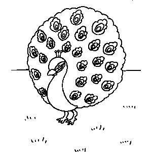 Peacock Coloring Sheet 