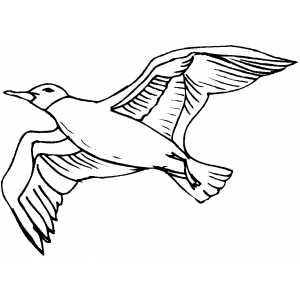 Seagull Coloring Sheet 