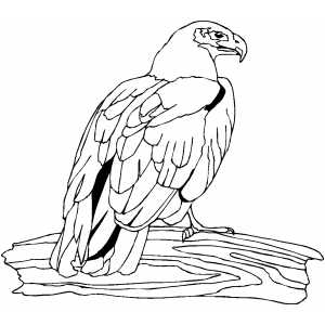 Sitting Eagle Coloring Sheet 